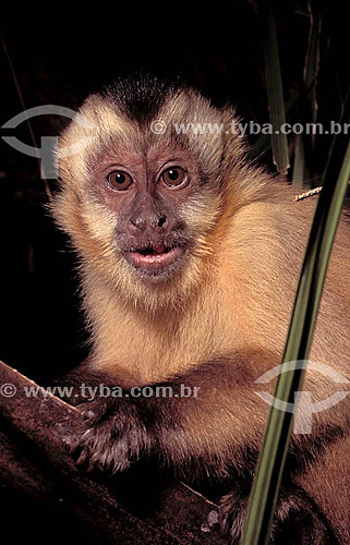  (Cebus apella) Brown Capuchin Monkey  or Black-Capped Capuchin - Atlantic Rainforest - Brazil 
