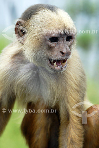  Cairara monkey at Ariau Hotel - Rio Negro - Amazonas state - Brazil 