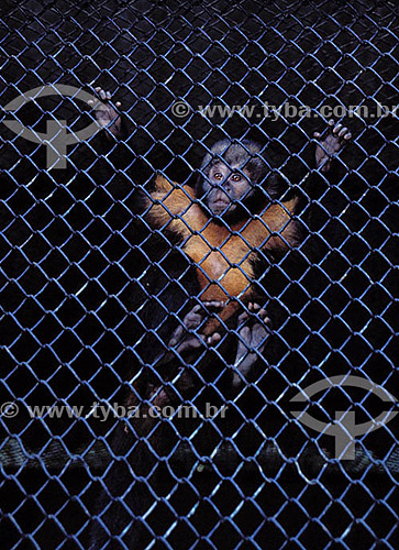  Monkey in cage 