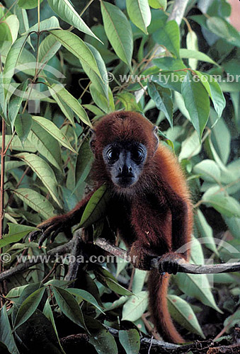  (Alouatta fusca) Brown Howler Monkey - Atlantic Rain Forest - Brazil 
