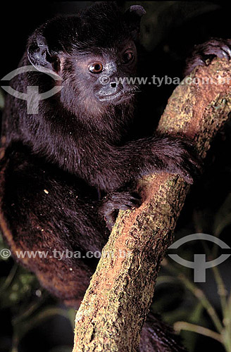  (Saguinus midas niger) Black-handed tamarin - Amazonian florest - Brazil 