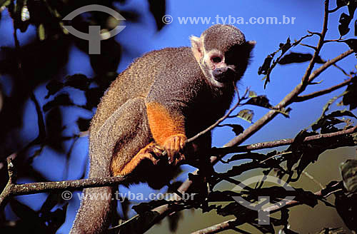  (Saimiri sciureus) Squirrel monkey - Brazil 