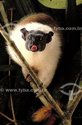  (Saguinus bicolor) Bicolor Tamarin - Amazon Region - Brazil 