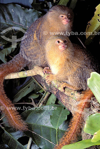  (Cebuella pygmaea) Pygmy Marmoset - Amazonian florest - Brazil  