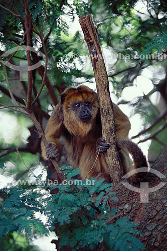  (Alouatta caraya) Black Howler Monkey - Pantanal National Park* - Mato Grosso state - Brazil  * The Pantanal Region in Mato Grosso state is a UNESCO World Heritage Site since 2000. 