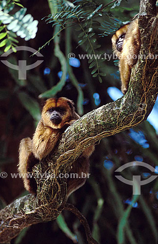  (Alouatta caraya) Black Howler Monkey - Pantanal National Park* - Mato Grosso state - Brazil  * The Pantanal Region in Mato Grosso state is a UNESCO World Heritage Site since 2000. 