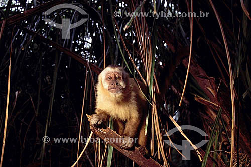  (Cebus apella) - Brown Capuchin Monkey  or Black-Capped Capuchin - Mato Grosso do Sul state - Brazil   