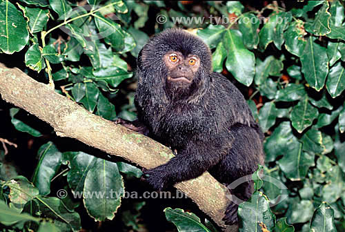  (Callimico goeldii) Goeldi`s Monkey - Amazon region - Brazil 