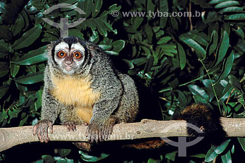  (Aotus trivirgatus) Night Monkey - Amazon region - Brazil 