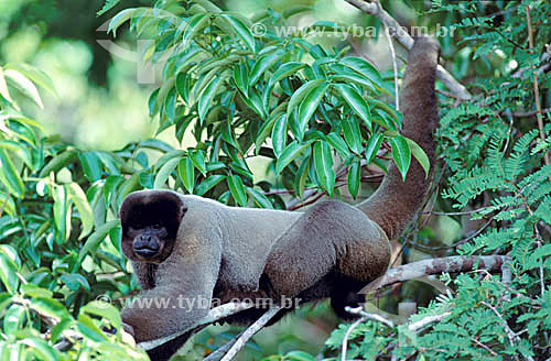  (Lagothrix lagotricha) - Humboldts Woolly Monkey - Amazon region - Brazil 