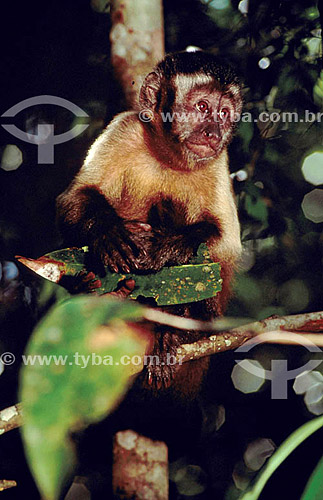  (Cebus apella) - Brown Capuchin Monkey  or Black-Capped Capuchin - Brazil   