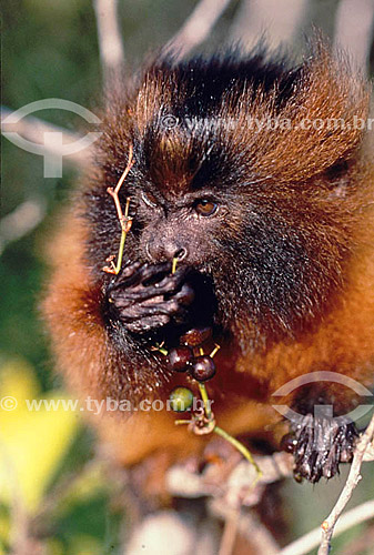  (Leontopithecus caissara) - Black-Faced Lion Tamarin feeding - Parana state - Brazil 