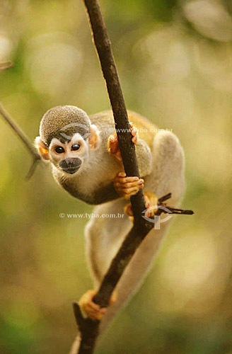  (Saimiri sciureus) Common Squirrel Monkey - Amazon region - Brazil 