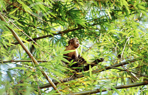  (Cebus apella) Brown Capuchin Monkey  or Black-Capped Capuchin - found in the Atlantic and Amazon Rain Forest Regions - Brazil 