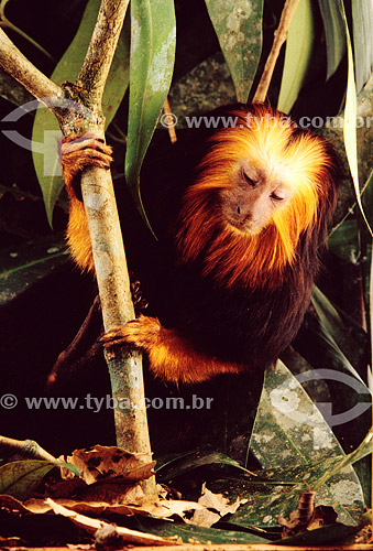  (Leontopithecus chrysomelas) Black-faced Lion Tamarin - Atlantic Rainforest* - Brazil  * The stretch in the Atlantic Forest that begins in the Jureia Mountain Range (in Iguape/SP) and goes until Ilha do Mel Island (in Paranagua city-Parana state) is 