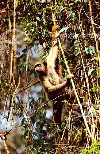  (Brachyteles arachnoides) Woolly Spider Monkey - Atlantic Rainforest - Brazil 