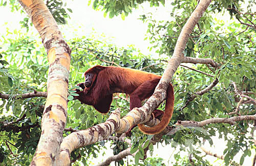  (Alouatta seniculus) Red-howler Monkey - Amazon region - Brazil 