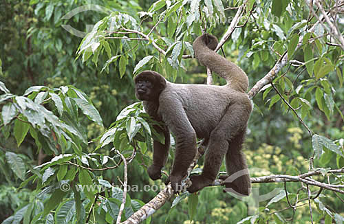  (Lagothrix lagotricha) Wooly Monkey - Amazonia region - Brazil 