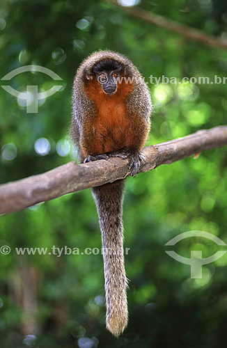  (Aotus trivirgatus) Owl Monkey - Amazonia region - Brazil 