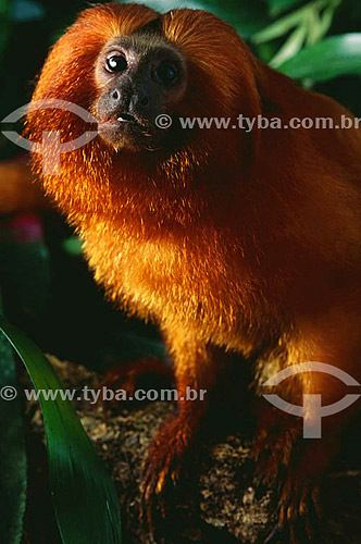  (Leontopithecus rosalia) Golden Lion Tamarin - Atlantic Rainforest - Brazil 