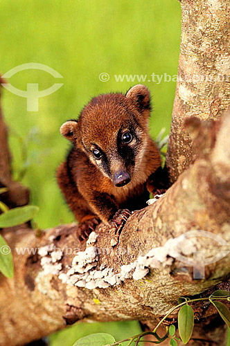  (Nasua nasua) Coati, Ring-Tailed Coati - Brazil 