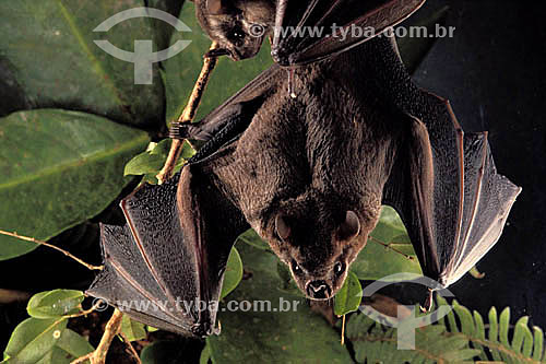  Bat 