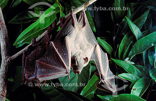  Bat hanging on tree branch 