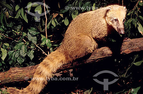 (Nasua nasua) - Ring-Tailed Coati - Brazil   