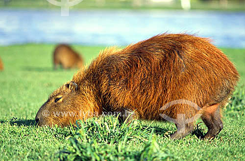   (Hydrochaeris hydrochaeris) Capybara - Barigui Park - Curitiba city - Parana state - Brazil 