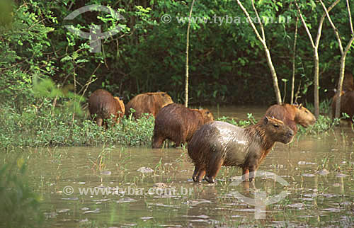  (Hydrochaeris hydrochaeris) Capybaras - Brazil 