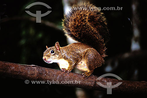  (Sciurus aestuans) Guianan Squirrel - Atlantic Rainforest - Mantiqueira Mountain Range - Rio de Janeiro state - Brazil 