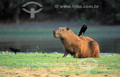  Capybara (Hydrocaeris hydrocaeris) and Giant Cowbird (Scaphidura oryzivora), Pantanal Matogrossense - Mato Grosso State - Brazil 