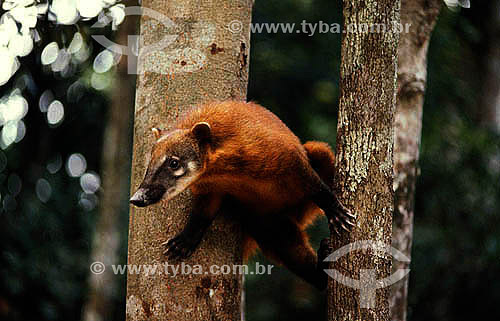  (Nasua nasua) - Ring-Tailed Coati - Brazil 