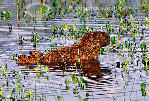  Capybara (Hydrocaeris hydrocaeris) with young, Pantanal of Mato Grosso - Mato Grosso State - Brazil 