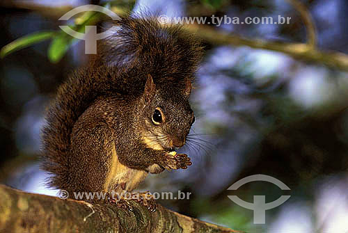  Guianan Squirrel (Sciurus aestuans), Serra do Alambari Environmental Protection Area - Rio de Janeiro - Brazil 