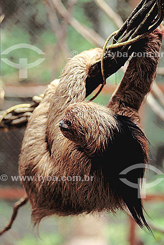 (Bradypus tridactylus) Three-toed Sloth - Brazil  - Brazil