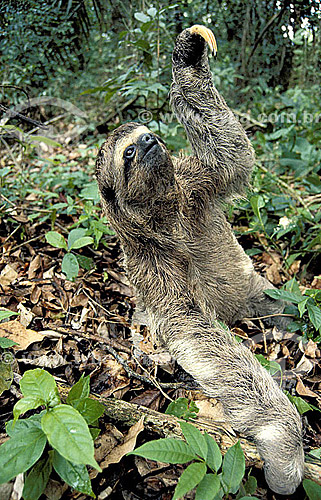  (Bradypus tridactylus) Sloth - Brazil 