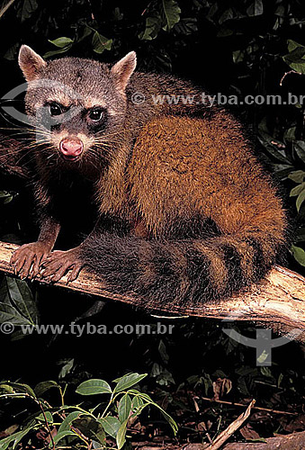  (Procyon cancrivorus) Crab-Eating Raccoon - Coati - Brazil 
