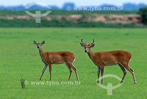  White-tailed Deer (Odocoileus virginianus) - Venezuelan fields - San Fernando de Apure city - Venezuela 