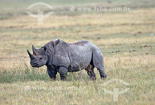  African White Rhino (Ceratotherium simum) - Africa 