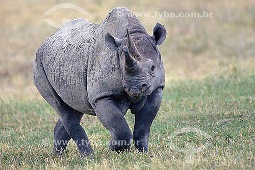  Black Rhinoceros (Diceros bicornis) - Africa  