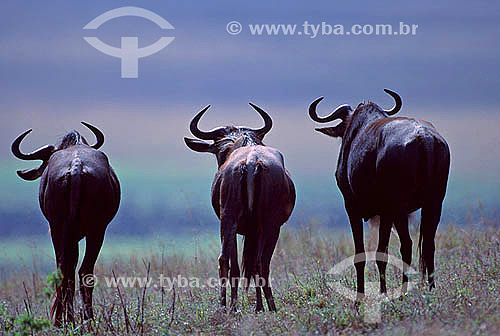  Wildebeest (Connochaetes taurinus) - Africa 