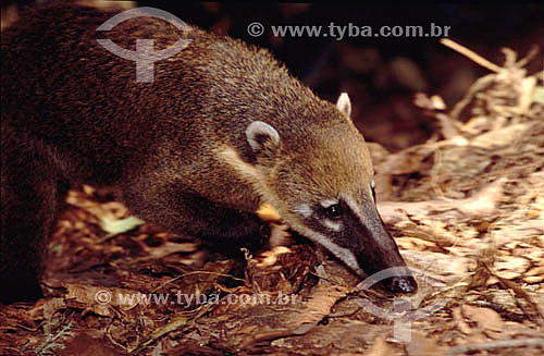  (Nasua nasua) - Ring-Tailed Coati - coati - Brazil 