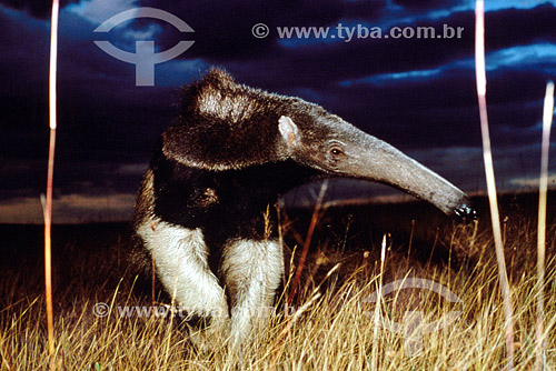  Subject: Giant anteater (Myrmecophaga tridactyla) - Canastra Mountain Range / Place: Minas Gerais state (MG) - Brazil / Date: 03/2014 
