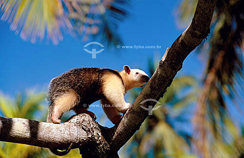  (Tamandua tetradactyla) Lesser anteater 
