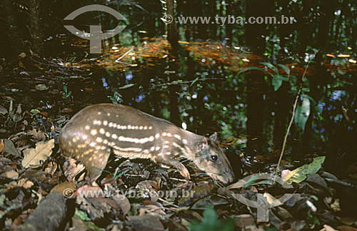  (Agouti paca) Paca - Brazil 