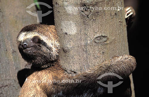  (Bradypus tridactylus) Sloth - Brazil 