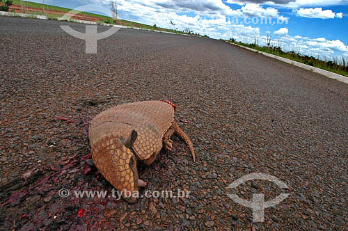  Armadillo runned over 
