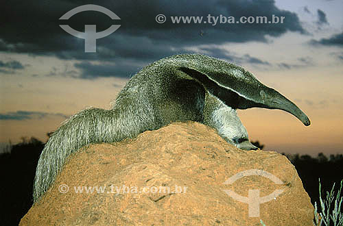  (Myrmecophaga tridactyla) Giant anteater over a termite mound - Serra da Canastra National Park - Minas Gerais state - Brazil  