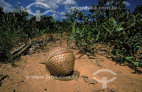  (Tolypeutes tricinctus) Brazilian Three banded armadillo rolled in form of a ball - Cerrado ecosystem - Piaui state - Brazil 